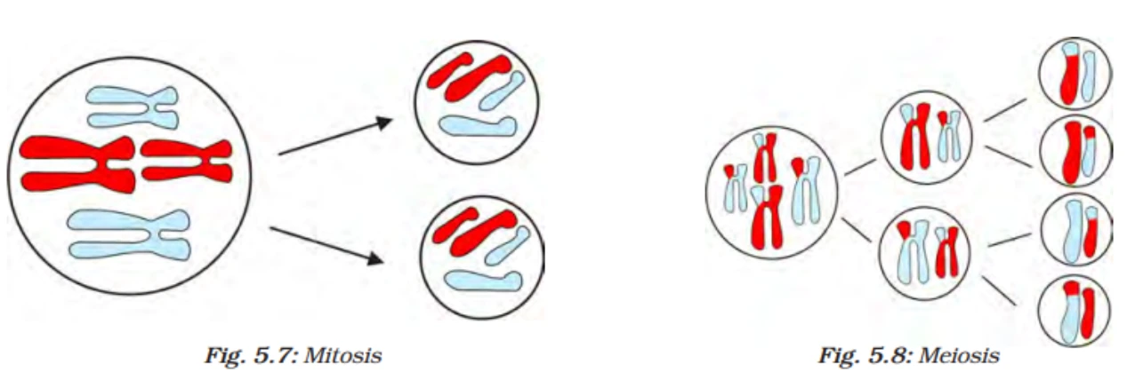 Cell Division